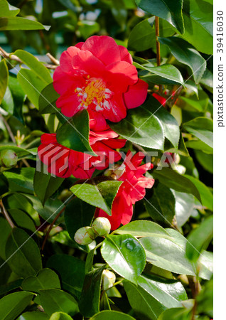 The flower of the ornamental shrub, which is calle 39416030