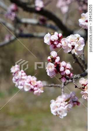 安祖花 39416205