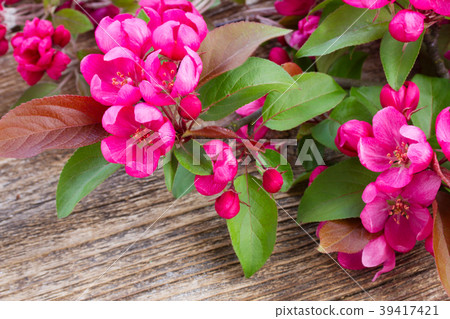 Apple tree blossom Apple tree blossom 39417421