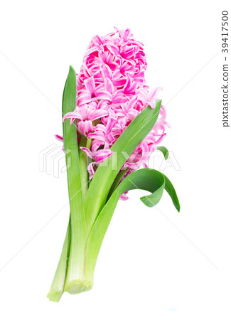 Hyacinth fresh flowers 39417500