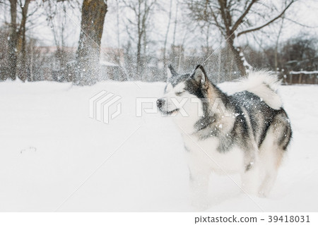 Alaskan Malamute Playing Outdoor In Snow, Winter Alaskan Malamute Playing Outdoor In Snow, Winter 39418031