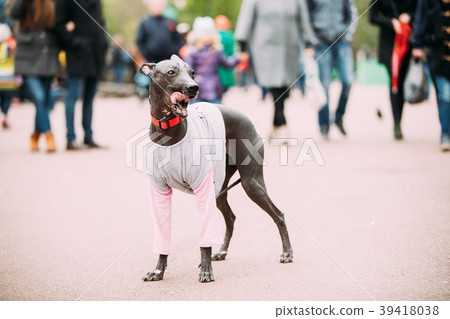 Mexican Hairless Dog In Outfit Playing In City 39418038