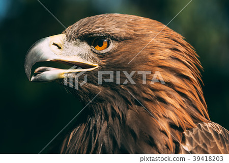 Eagle Haliaeetus Albicilla On Green Grass Eagle Haliaeetus Albicilla On Green Grass 39418203