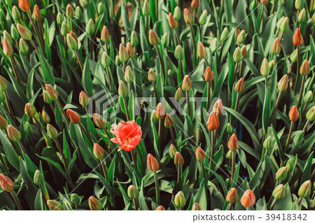 One blossoming red tulip One blossoming red tulip 39418342