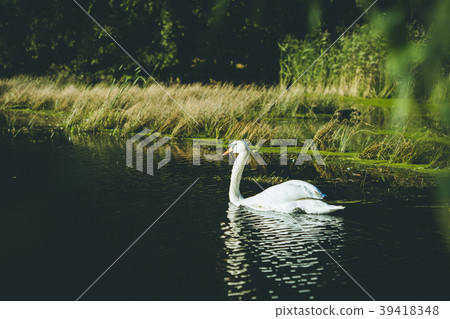 White swan on lake in spring forest. White swan 39418348