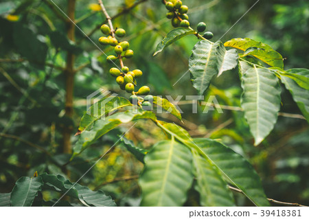 Cultivated local coffe plantage. Branch with green Cultivated local coffe plantage. Branch with green 39418381