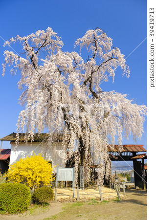 The cherry blossoms of Kinzoji (vertical) The cherry blossoms of Kinzoji (vertical) 39419713