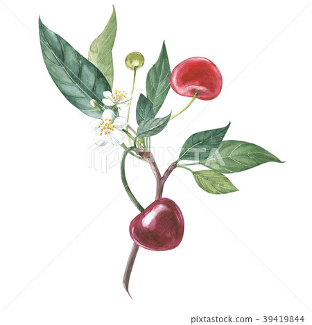 Collection of highly detailed hand drawn cherry Collection of highly detailed hand drawn cherry 39419844