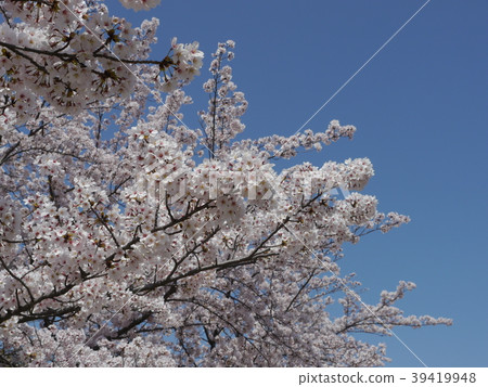 Sakura Somei Yoshino（多摩公園多摩中心） 39419948