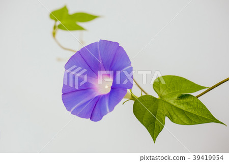 Purple morning glory 39419954