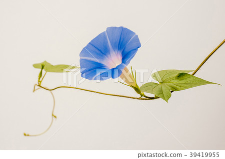 藍色牽牛花 藍色牽牛花 39419955