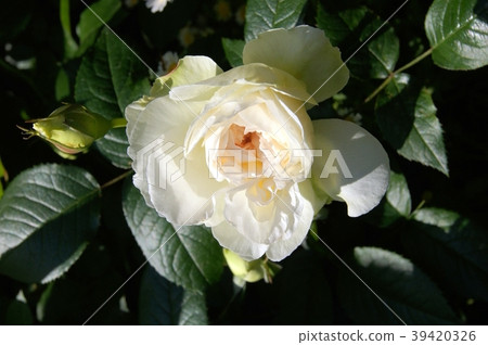 Bolero (rose) 39420326