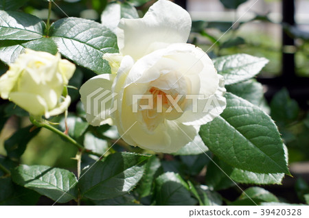 Bolero (rose) Bolero (rose) 39420328