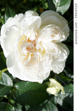 Bolero (rose) 39420329