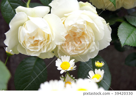 Bolero (rose) 39420330