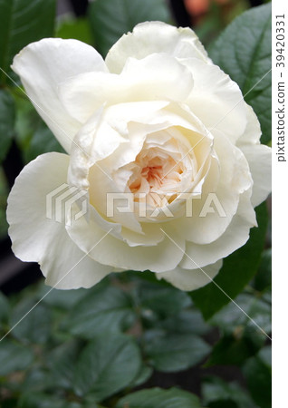 Bolero (rose) 39420331