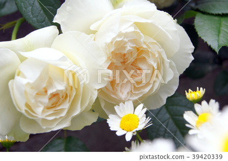 Bolero (rose) 39420339