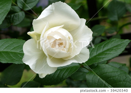 Bolero (rose) 39420340