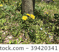 Dandelion 39420341