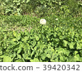 White clover 39420342