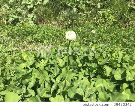 白三葉草 白三葉草 39420342