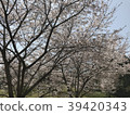 Cherry Blossoms	 39420343