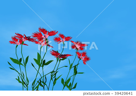 Kawaranadesico 39420641