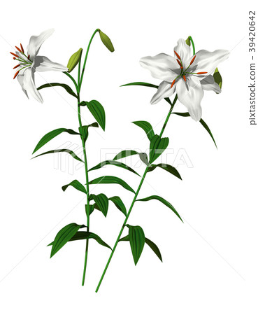 Lily 39420642