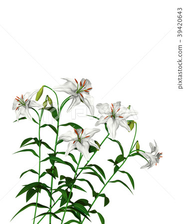 Lily Lily 39420643