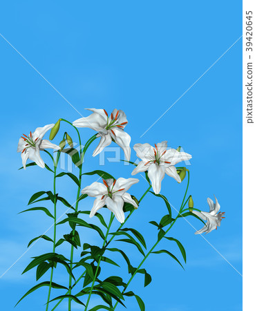 百合 39420645