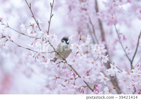 櫻花的破壞 39421414