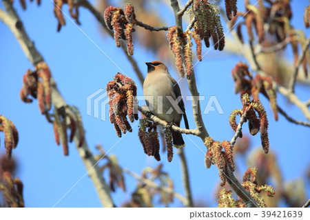 波希米亞太平鳥 波希米亞太平鳥 39421639