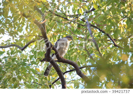 High hawk High hawk 39421737