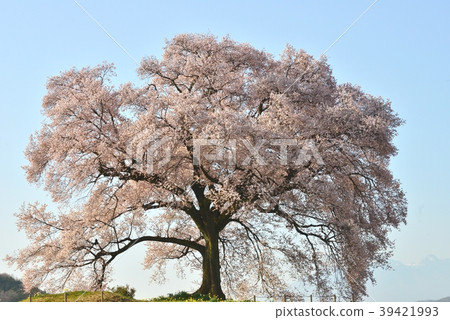 Yamanashi Prefecture, Cherry blossoms at Wanizuka 39421993