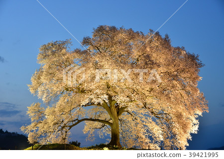 Yamanashi prefecture, cherry blossom light on rice crab 39421995