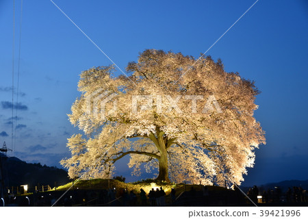 Yamanashi prefecture, cherry blossom light on rice crab 39421996