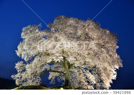 Yamanashi prefecture, cherry blossom light on rice crab 39421998