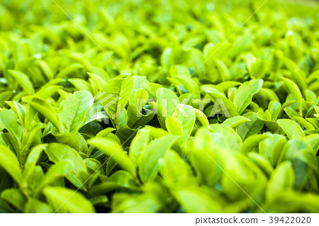A hand holding green tea leaves on a landscape of fresh, clean green tea fields A hand holding green tea leaves on a landscape of fresh, clean green tea fields 39422020