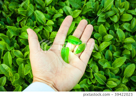 A hand holding green tea leaves on a landscape of fresh, clean green tea fields 39422023