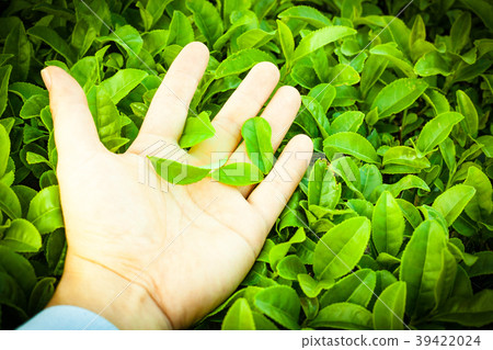 A hand holding green tea leaves on a landscape of fresh, clean green tea fields 39422024