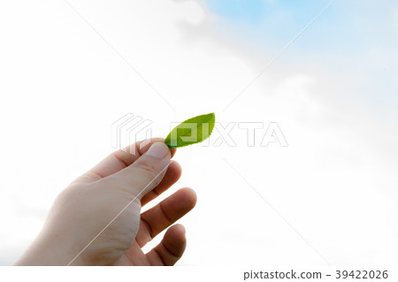 A hand holding green tea leaves on a landscape of fresh, clean green tea fields 39422026