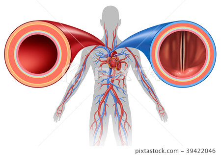 Artery And Vein Human Circulation Stock Illustration