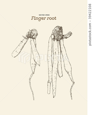 Finger root or krachai ,hand draw sketch vecotr. 39422108
