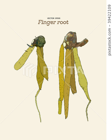 Finger root or krachai ,hand draw sketch vecotr. 39422109