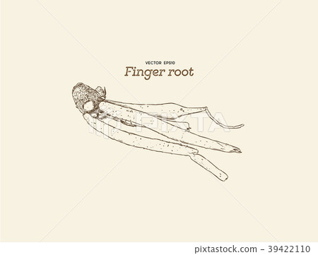 Finger root or krachai ,hand draw sketch vecotr. 39422110