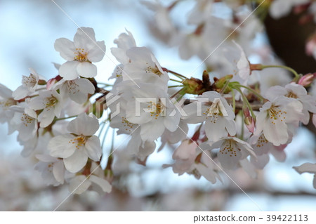 櫻花 櫻花 39422113