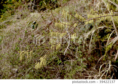 Kibushi  Kibushi 39422137