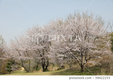 Cherry Blossoms Cherry Blossoms 39422255