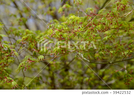 紅葉花 照片素材 圖片 圖庫