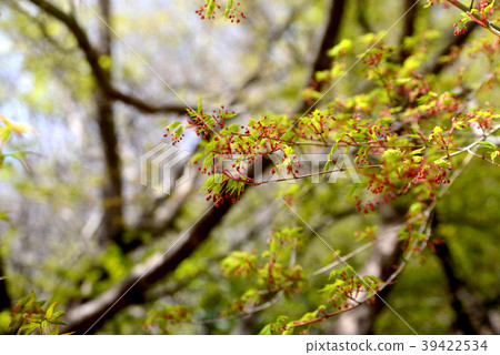 紅葉花 照片素材 圖片 圖庫